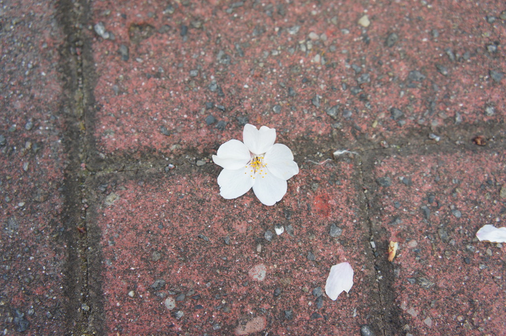 花びら
