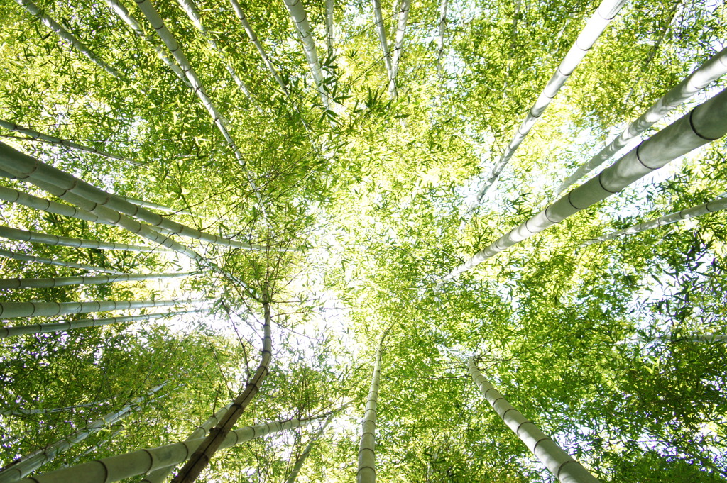 竹林