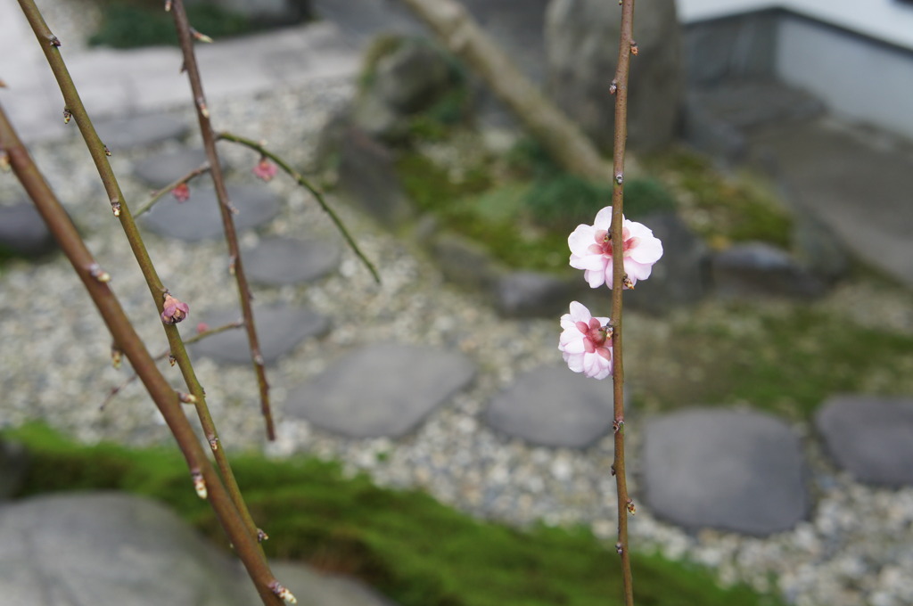 しだれ梅