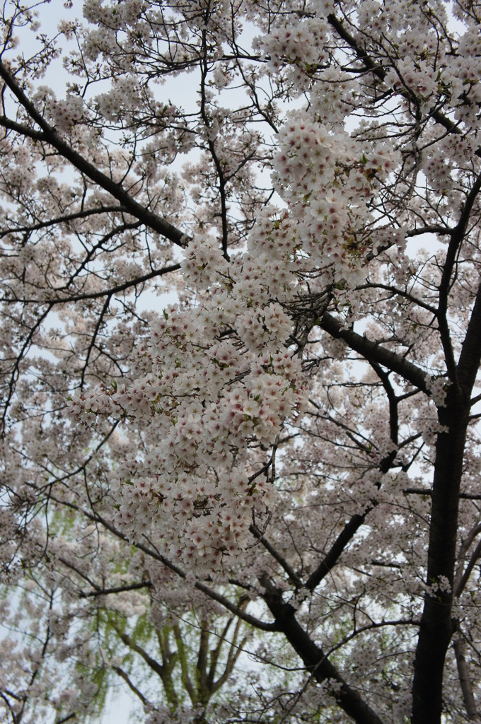 桜