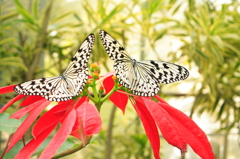 オオゴマダラとポインセチア