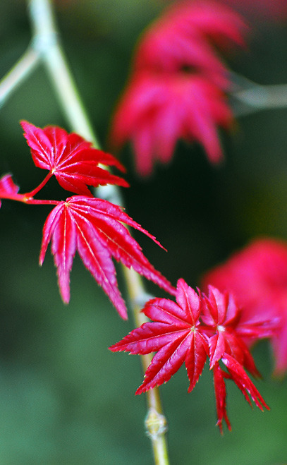 春に咲く紅葉