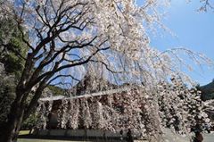 醍醐寺　桜
