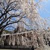 醍醐寺　桜