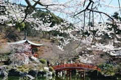 醍醐寺　桜