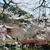醍醐寺　桜
