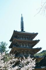 醍醐寺　桜