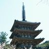 醍醐寺　桜
