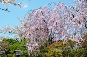 桜