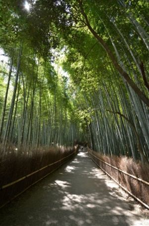 竹林小道