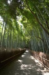 竹林小道