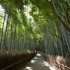 竹林小道
