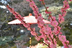 旧竹林院　滋賀