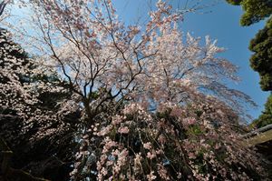 醍醐寺　桜