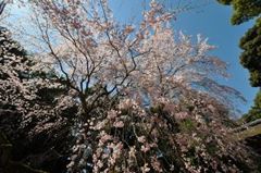 醍醐寺　桜