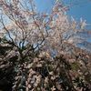醍醐寺　桜