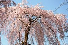 醍醐寺　桜