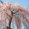 醍醐寺　桜