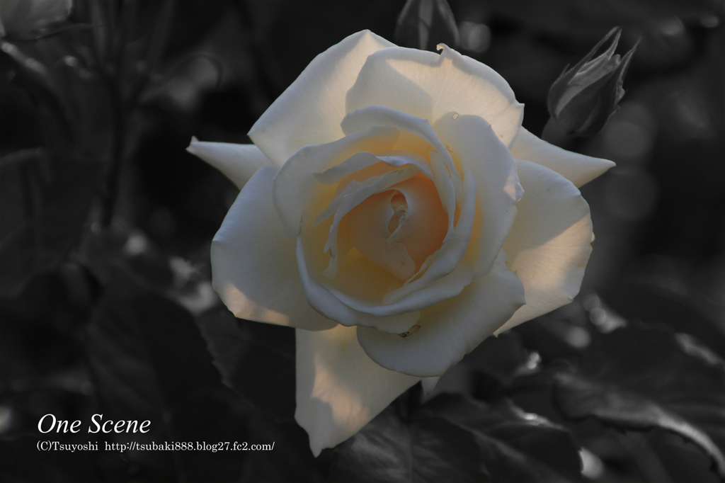 白い薔薇