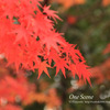 風景写真　名古屋　紅葉