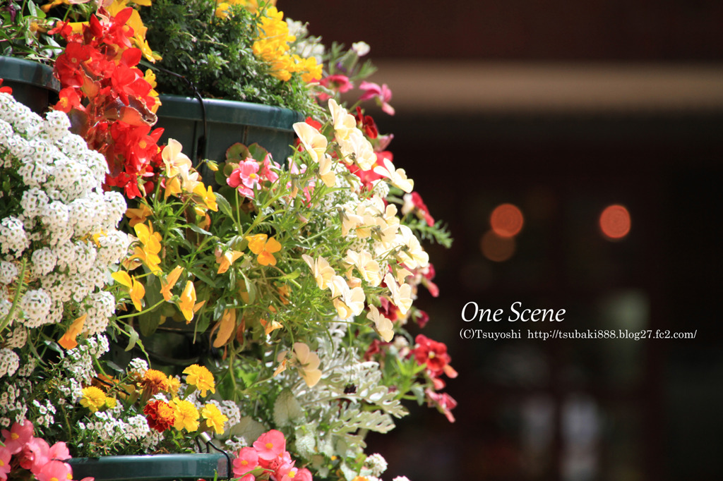 風景写真　横浜　赤レンガ倉庫 FLOWER GARDEN 2011