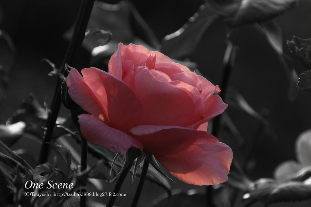 薔薇