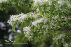 風景写真　名古屋　公園の花