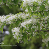 風景写真　名古屋　公園の花