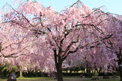 大きな桜傘