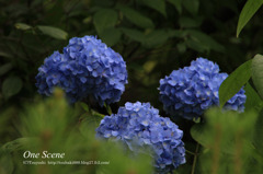 風景写真　名古屋　紫陽花