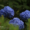 風景写真　名古屋　紫陽花