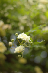 薔薇