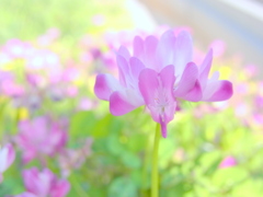 足元の風景　2