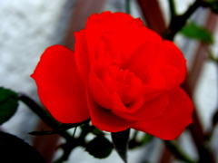 薔薇