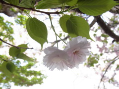 寄り添って・・・