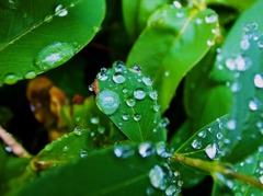 雨の日の散歩6