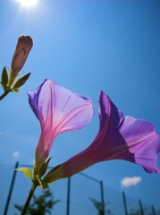 夏3
