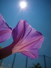 夏