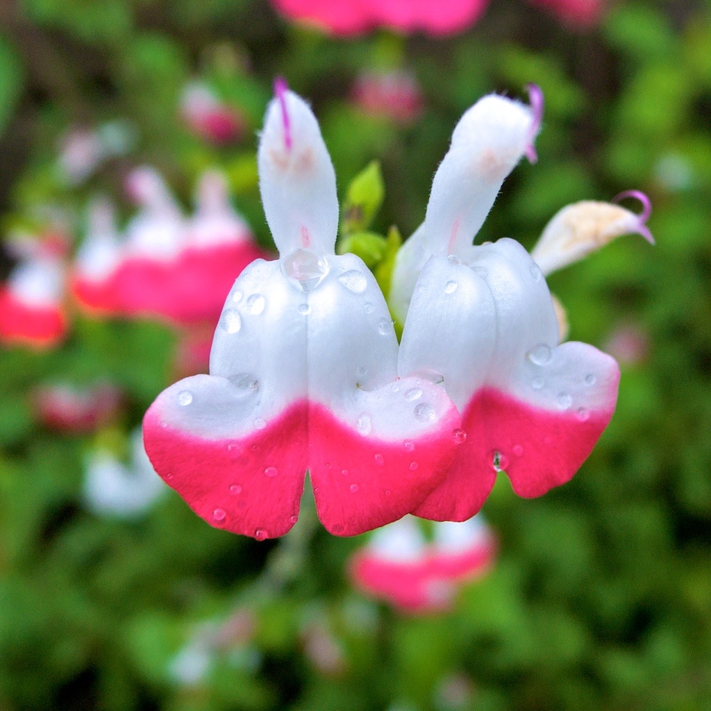 雨の日の散歩4
