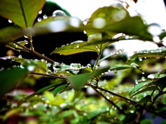 雨の日の散歩