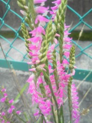 ネジバナの花。
