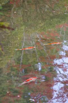 紅葉の中を泳ぐ