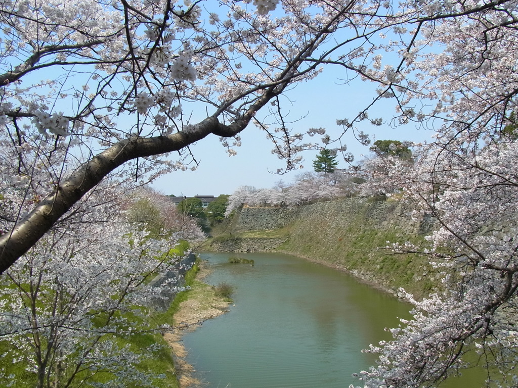 桜からお堀を覗く。