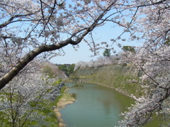 桜からお堀を覗く。