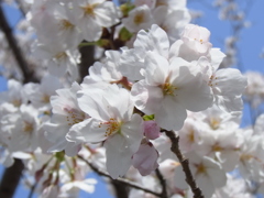 桜　2013