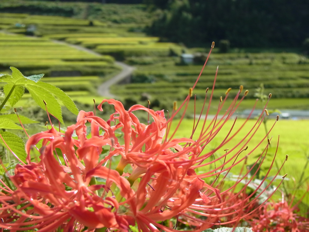 彼岸花と棚田。