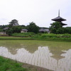 梅雨の晴れ間の法起寺。