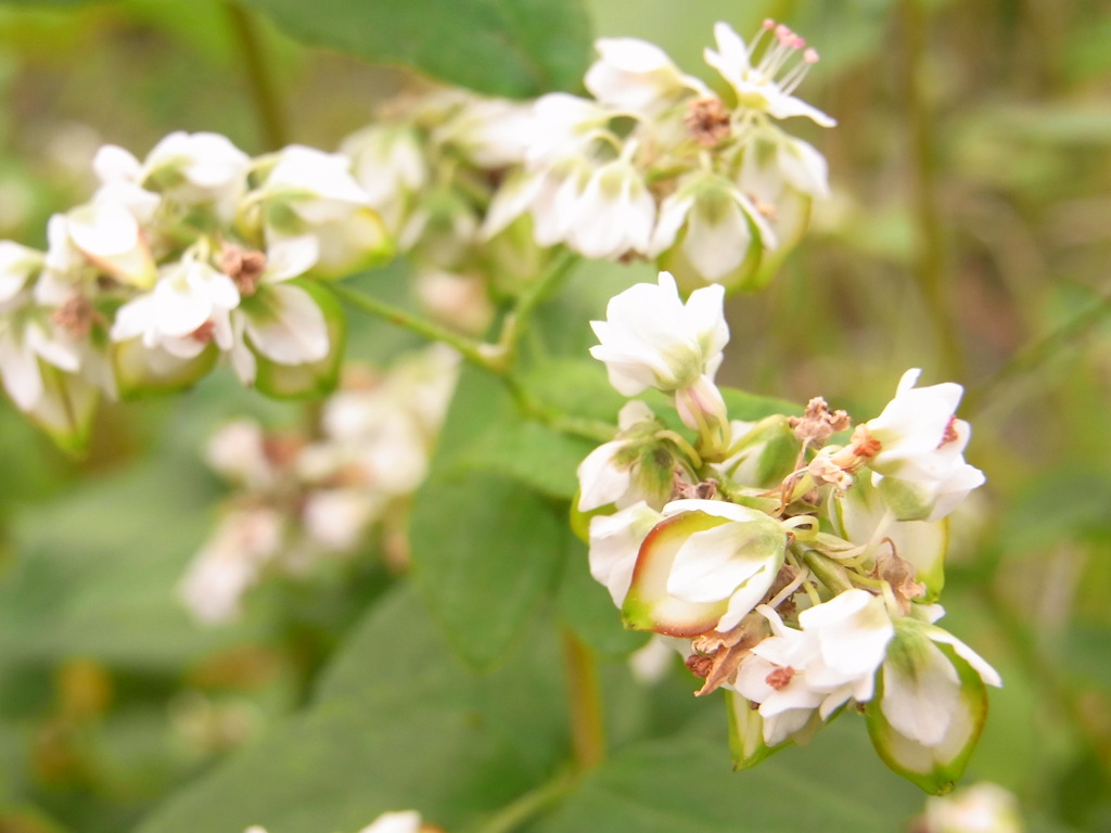 蕎麦の花。
