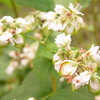 蕎麦の花。