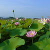 藤原宮跡花園。